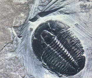 Usually, only whole specimens of trilobites, such as this well-preserved Elrathia, are prized by collectors.